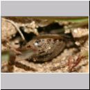 Astata boops - Wanzengrabwespe 21c beim Nesteintrag.jpg